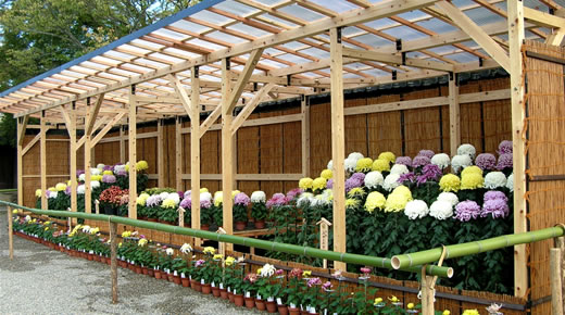 菊花展