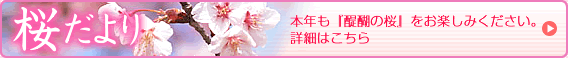 醍醐寺　桜だより
