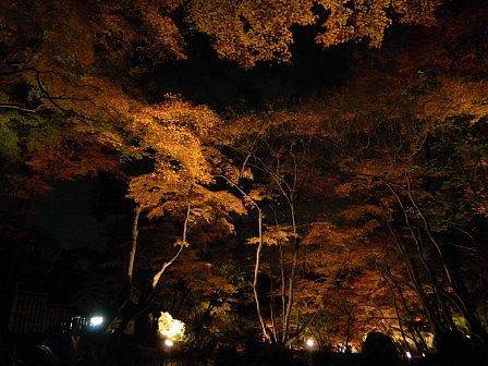 夜間拝観　無量壽苑