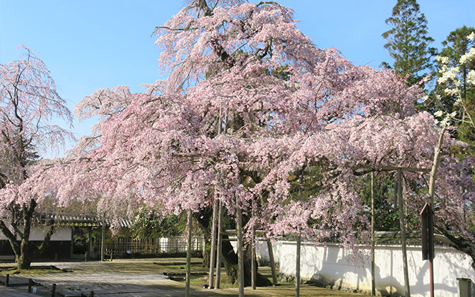 Shogun’s Weeping Cherries