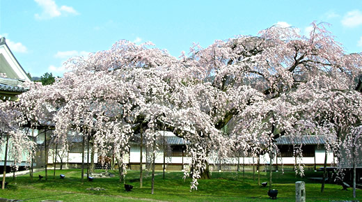 霊宝館のしだれ桜