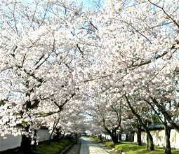 参道　桜のトンネル