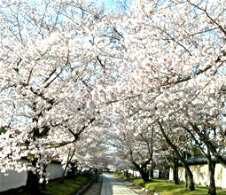 cherry blossoms tunnel