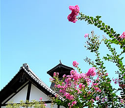 crape-myrtles inside the Sanboin