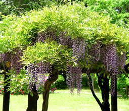 Wisteria trellis　in Kenshinrinen