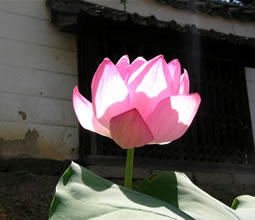 The flower of the lotus which looks beautiful in white wall