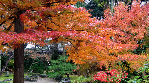 Autumn leaves in Kenjinrinen