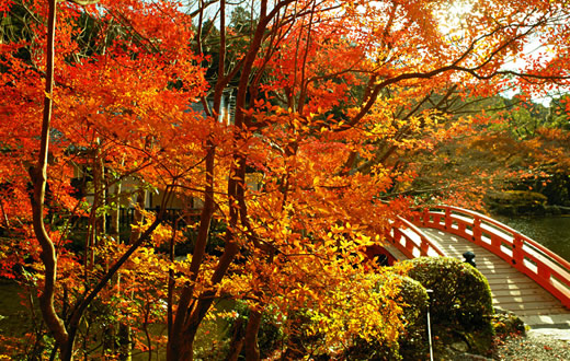 弁天橋　紅葉