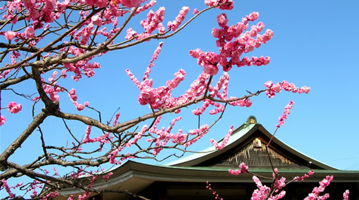 red plum flowers at Sanboin