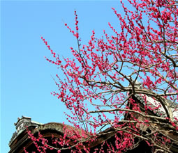 삼보원(三寶院) 대현관의 붉은 매화