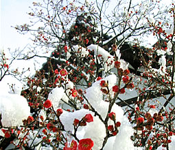 残雪に咲く紅梅