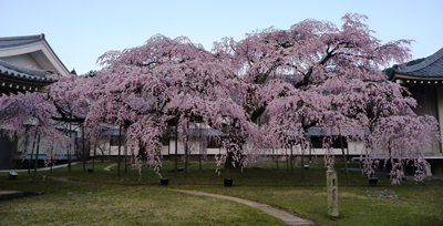 霊宝館 醍醐大しだれ桜