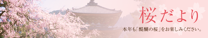 桜だより 本年も「醍醐の桜」をお楽しみください。