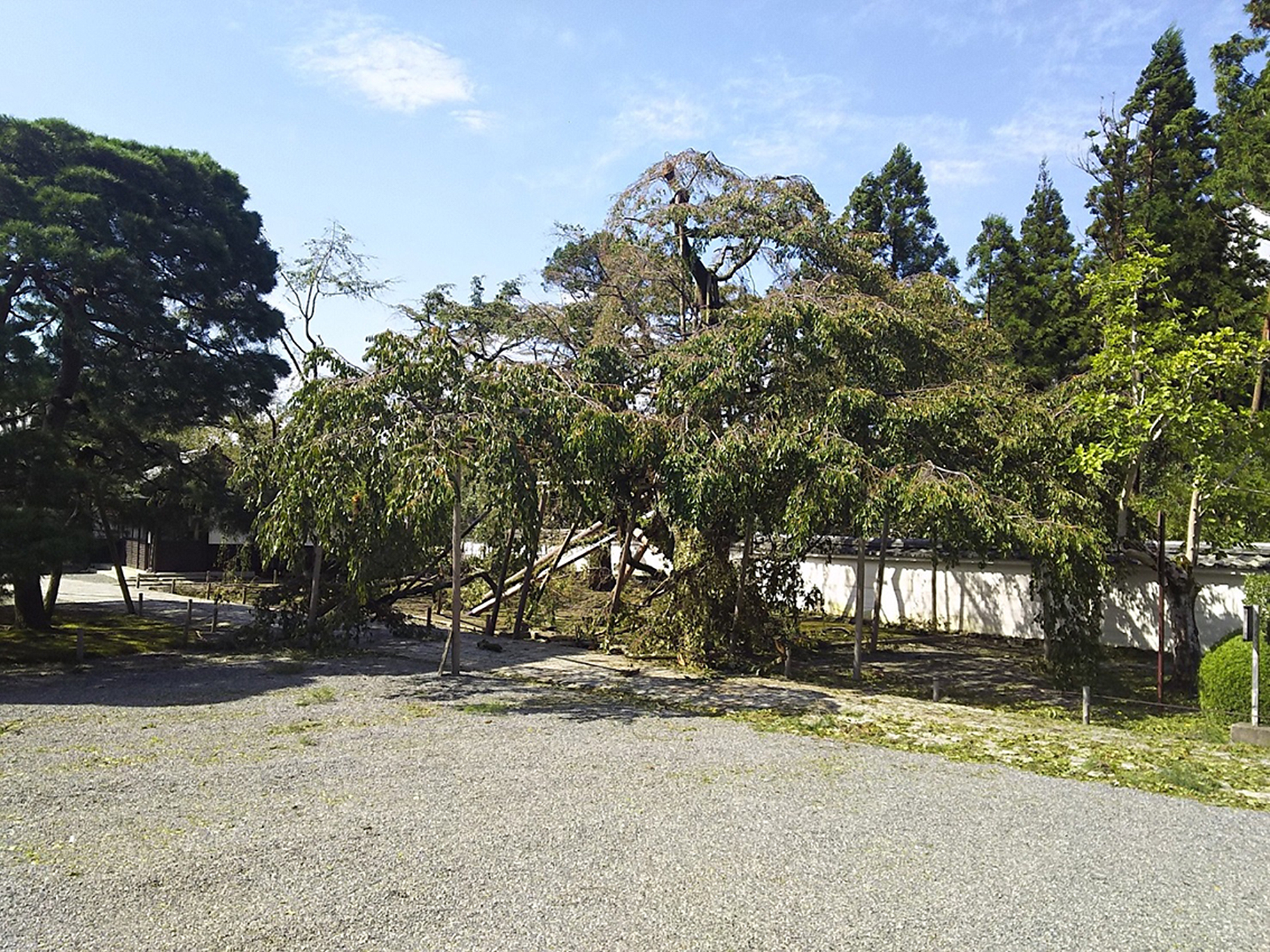 三宝院　しだれ桜